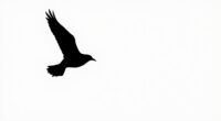 effective negative space usage