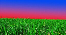 managing color intensity levels